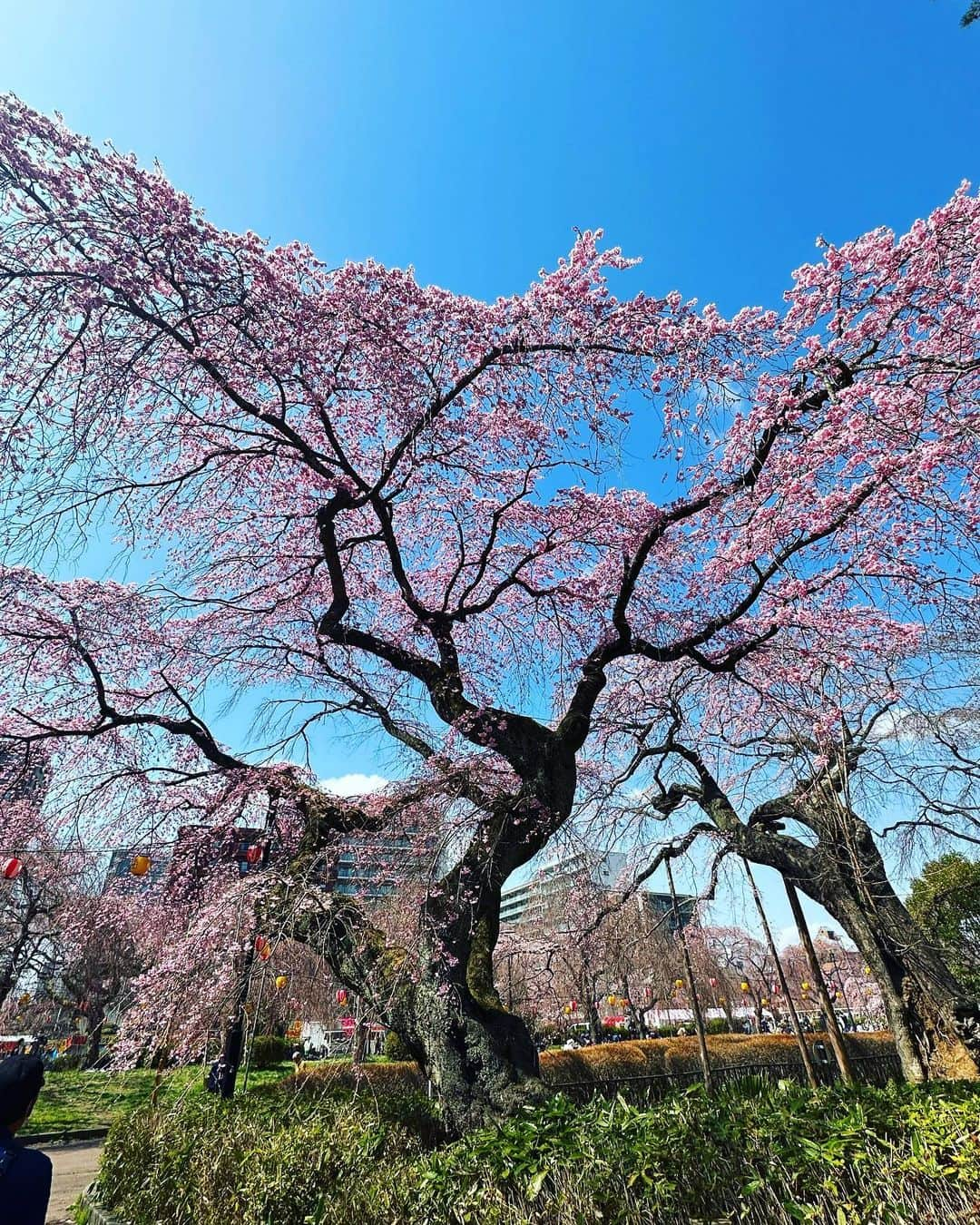 内田有香さんのインスタグラム写真 - (内田有香Instagram)「お天気も良くお花見日和🌸  仙台市内の公園には、 家族連れや春休みの子どもたちなど 多くの人がいました😊  薄ピンクの花びらに癒され のんびりと過ごす午後  市内の桜は週末には見頃を迎えそうです🌸  #お花見 #仙台  #春コーデ #アナウンサー」3月28日 19時54分 - yuuka_uchida_