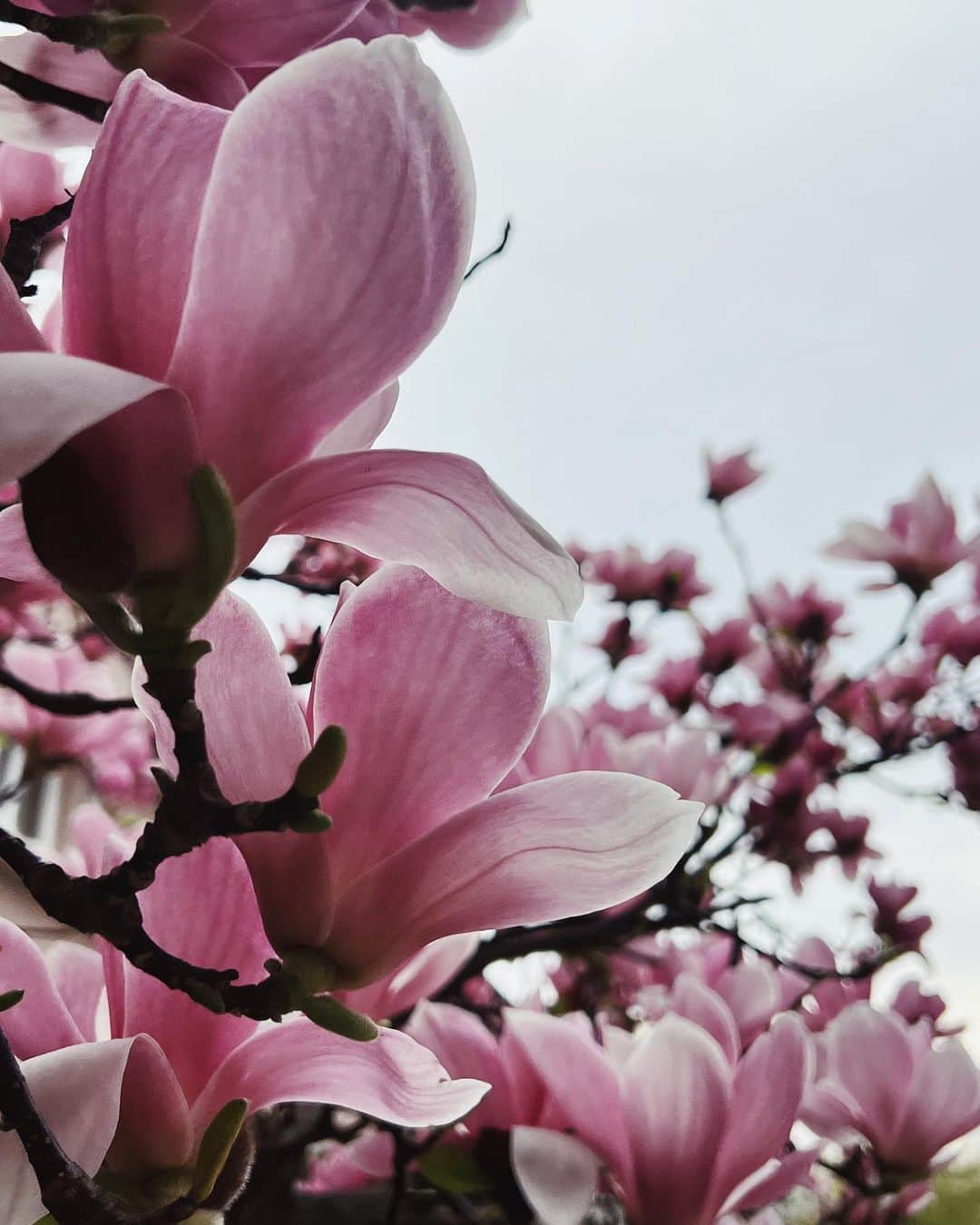 のインスタグラム：「🌸」