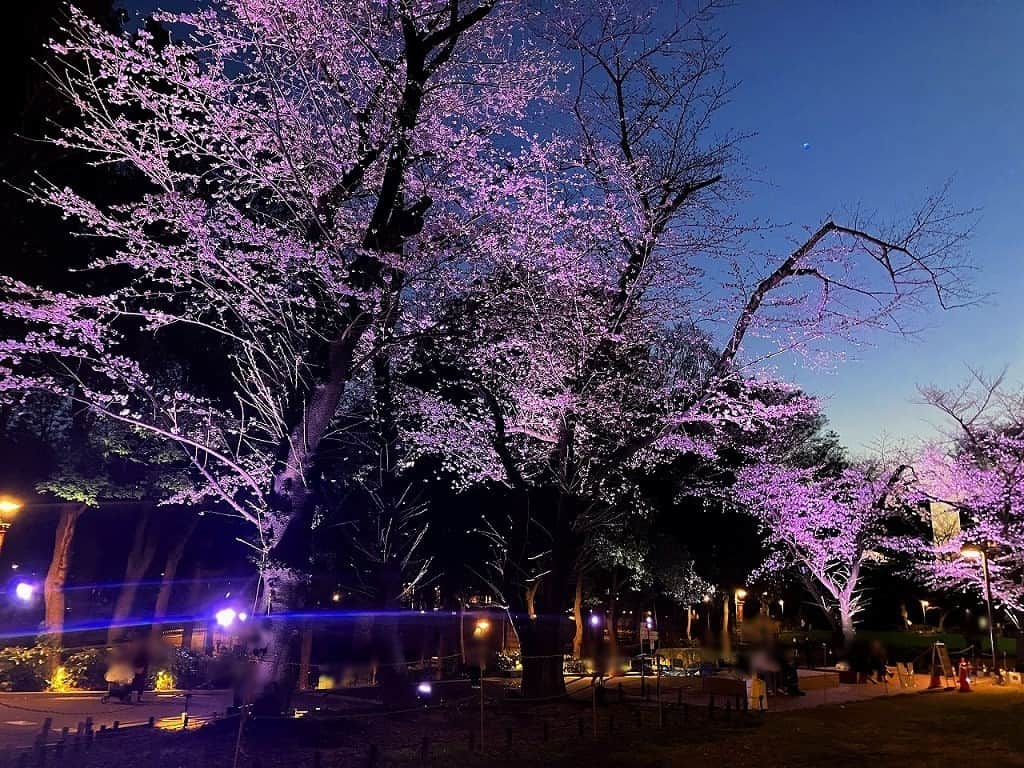 新宿プリンスホテルさんのインスタグラム写真 - (新宿プリンスホテルInstagram)「新宿中央公園では、桜のライトアップを実施中🌸✨ 地面には桜の花びらの光もちりばめられ、ライトアップ時には音もお楽しみいただけます♪ 新宿にお越しの際は、立ち寄ってみてはいかがでしょうか？  【実施期間】4月2日（日）まで 【点灯時間】17時～22時 【実施場所】芝生広場（東）のウッドデッキ周辺の桜  The stunning cherry blossoms at Shinjuku Central Park are currently being beautifully lit up after dark 🌸✨  Swing by on your evening walk around Shinjuku to experience a little extra springtime magic, where colourful sakura petals dance on illuminated branches and blanket the ground in pretty pink and white.  Dates: Until April 2nd Hours of illumination: 17:00 - 22:00  Location: Around the wooden deck on the park's east Lawn Square  Share your own images with us by tagging @shinjukuprincehotel ————————————————————— #Shinjuku #shinjukuprincehotel #princehotels #tokyo #japan #beautifulhotels #tokyohotel #hotellife #stayathotel #ThePreferredLife #新宿プリンスホテル #プリンスホテル #新宿 #新プリグラム」3月28日 20時00分 - shinjukuprincehotel