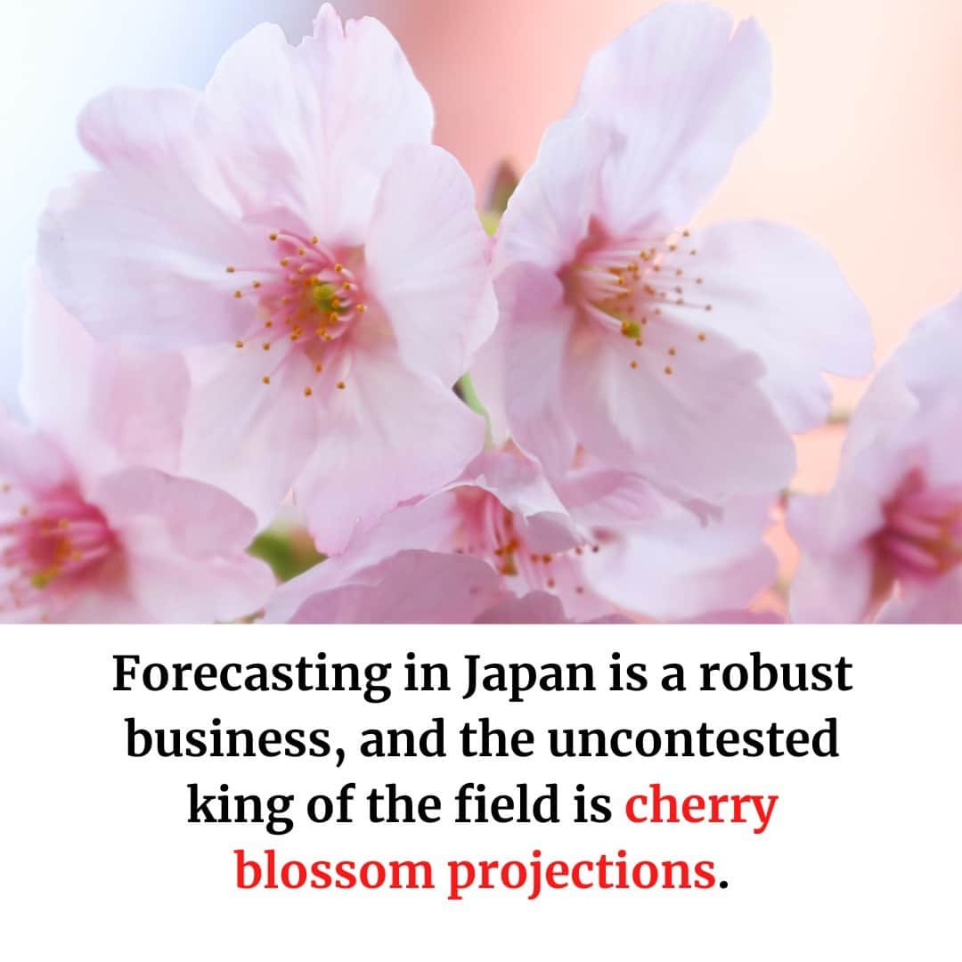 のインスタグラム：「It’s hard to overstate how important the cherry blossom season is to Japan, not only culturally but economically. Depictions in painting and poetry of "hanami," the activity of partying and picnicking while surrounded by the blossoms, go back to the Heian Period (794 to 1185).  At the heart of the whole operation, estimated to be worth ¥615.8 billion ($4.6 billion) this year, is a small number of scientists responsible for tracking the gently shifting target of this national pastime. And as the world gets warmer, their jobs are getting harder.  Read more with the link in our bio. 📸 @louise.claire.wagner, @whatthusee, Chris Russell . . . . . . #Japan #CherryBlossom #sakura #spring #climatechange #news #japantimes #日本 #桜 #春 #花見 #ニュース #ジャパンタイムズ #地球温暖化」