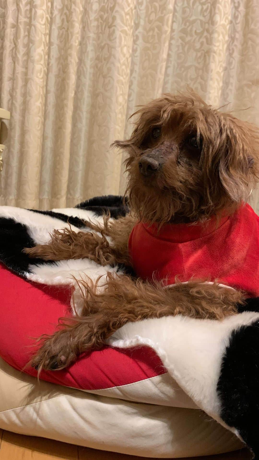 チックンとプーちゃんのふるさと? From Japan??のインスタグラム：「こんばんワン🐶 そろそろ桜を見に行きたいな🌸🐾 #トイプードル」