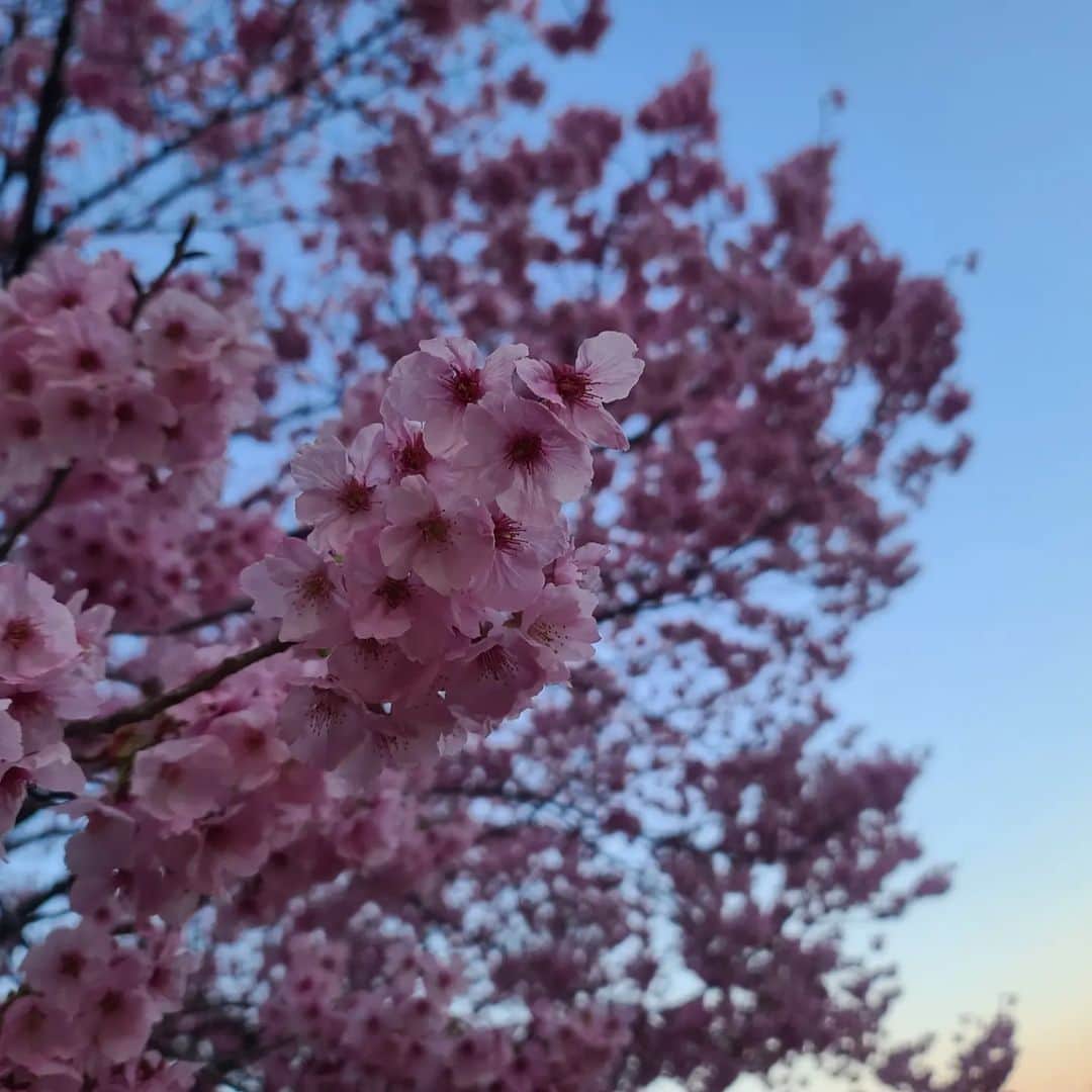 星名美怜さんのインスタグラム写真 - (星名美怜Instagram)「🖤🖤🖤 . さくら   ピンク色でかわいいっ  この時期ってふと外にでると わくわくするから嬉しいよねっ . #mireinsta #星名美怜  #桜 #sakura  #お花見  #お花見スポット ⁡ ⁡#お花見コーデ」3月28日 20時11分 - hoshina_mirei_official