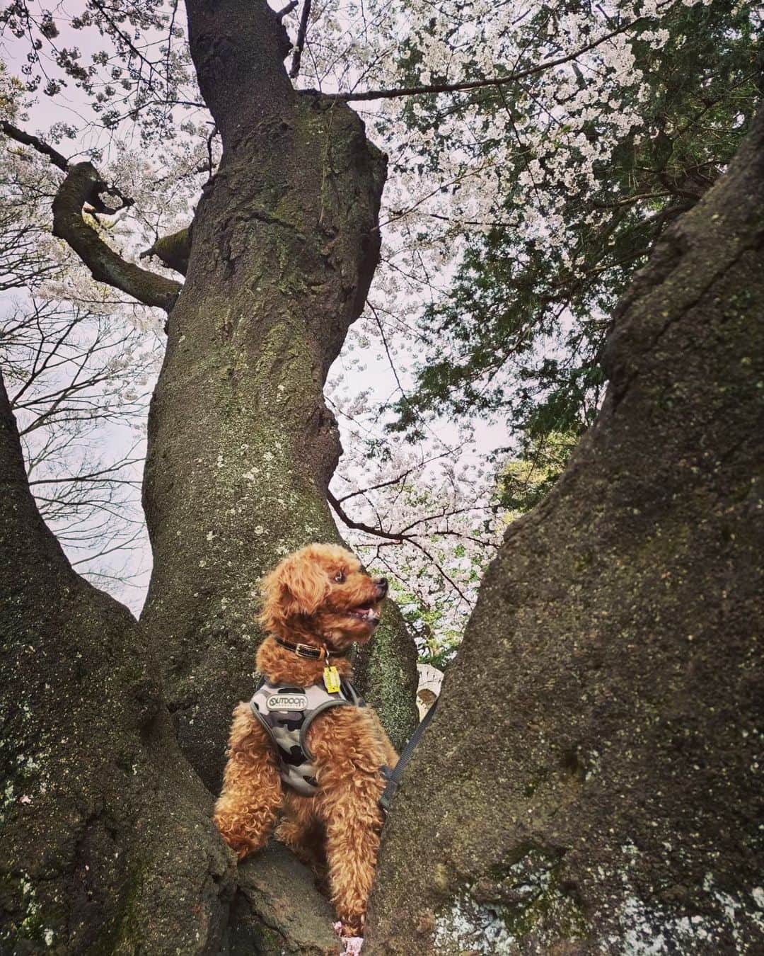松本浩代さんのインスタグラム写真 - (松本浩代Instagram)「SAKURA with Chachamaru🌸  #お花見　#toypoodle #sakura」3月28日 20時13分 - hiroyo.destroy.matsumoto