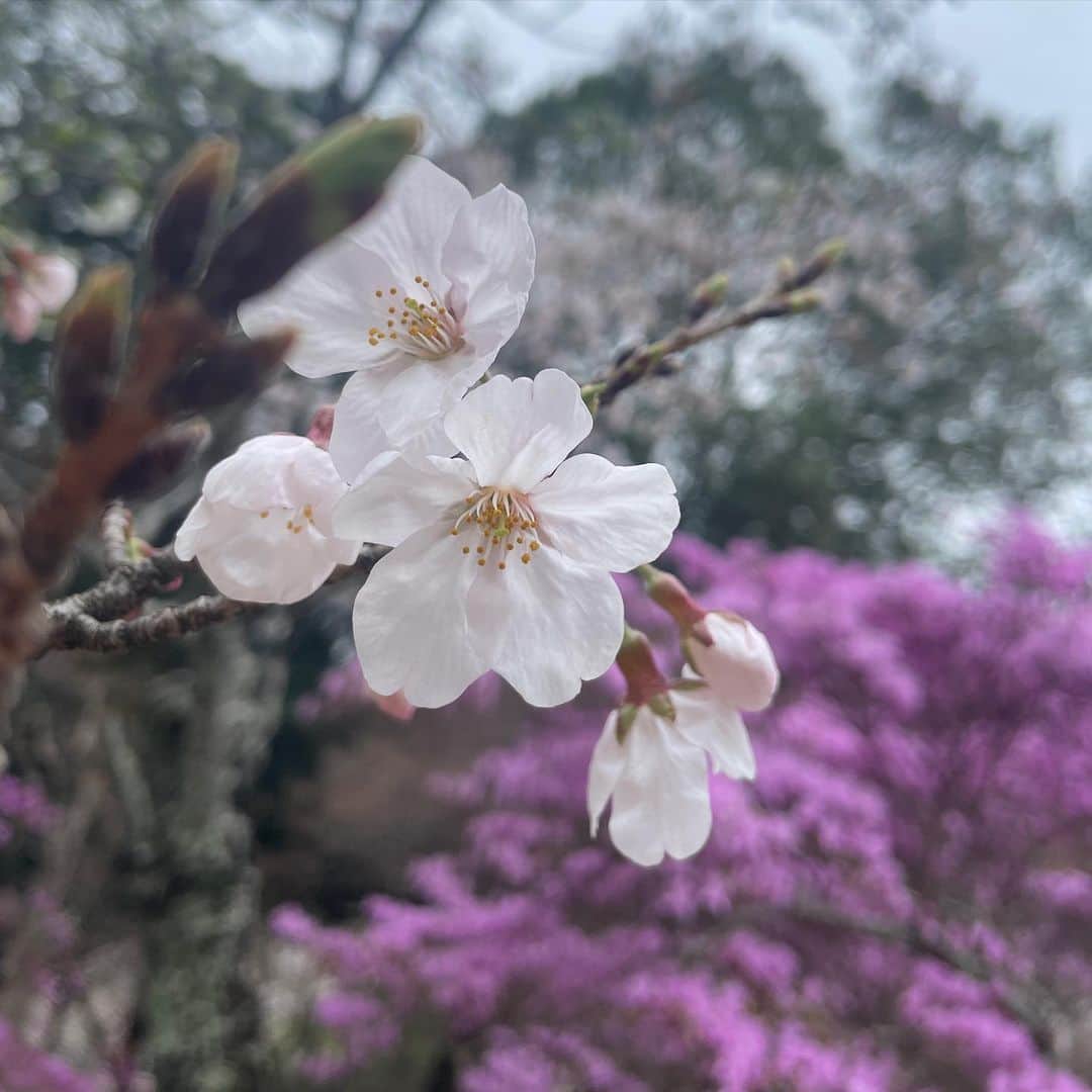浜口順子さんのインスタグラム写真 - (浜口順子Instagram)「どうしましょう、毎日 お出かけしたいです🌸 三重で初めて迎える春！ いろんな所にお花見行きたいなあ🌸 このお花達の輝く瞬間を、 この目で逃したくない。 寒いなか頑張ってたもんね。 桜も綺麗ですが、ひときわ目立つ綺麗な木を見つけまして。 これはつつじかなぁ？と思って調べたら　#ミツバツツジ　 なんですって！あってる？ 低い木で可愛いなあ。 初めて見たかも。 まだ蕾の木があったので、 これからまだまだ楽しめそうです。 桜の写真めっちゃ撮ったので またぼちぼちと😉 ついつい撮っちゃうよねえ。  #桜 #春 #お花見 #sakura #三重 #みえ #mie #はまじゅん三重移住生活」3月28日 21時00分 - hamaguchijunko