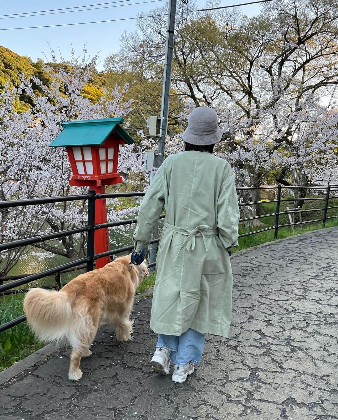 今田美奈さんのインスタグラム写真 - (今田美奈Instagram)「夕散歩🦮🌸 桜が満開になるまで首を長くして待ってたけど、 満開の期間は短いし晴れがなかなか無い最近... 今日から2日間やっと晴れなので急いで見に行ってきた🎶」3月28日 20時31分 - _minaimd.j_