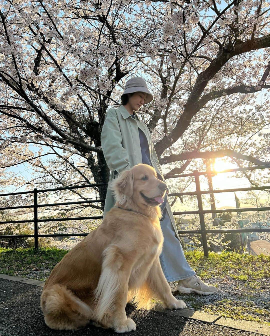 今田美奈のインスタグラム：「夕散歩🦮🌸 桜が満開になるまで首を長くして待ってたけど、 満開の期間は短いし晴れがなかなか無い最近... 今日から2日間やっと晴れなので急いで見に行ってきた🎶」