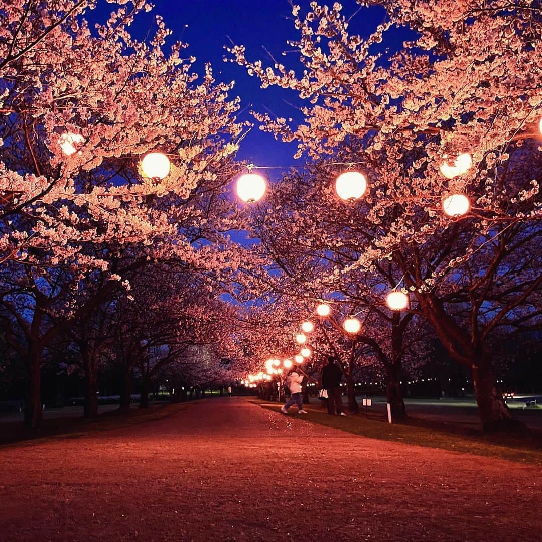 takegaeruのインスタグラム：「木場潟公園のライトアップ🌸 また日中に来たいですねぇ😊  #桜 #木場潟 #木場潟公園 #小松市」