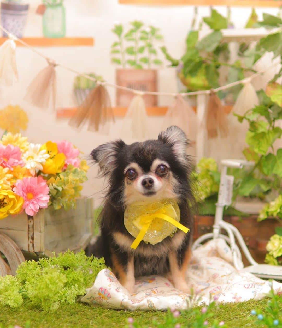 kayoのインスタグラム：「* * * 3月のトリミングフォト 🛁📷 * * 花粉＆寒暖差にやられる💧 今日何回くしゃみしたか🤧🤧🤧 * * @dogsalon_motto  * * Lemon🤎 * * #トリミング #トリミングフォト #チワワ #chihuahua * * *」