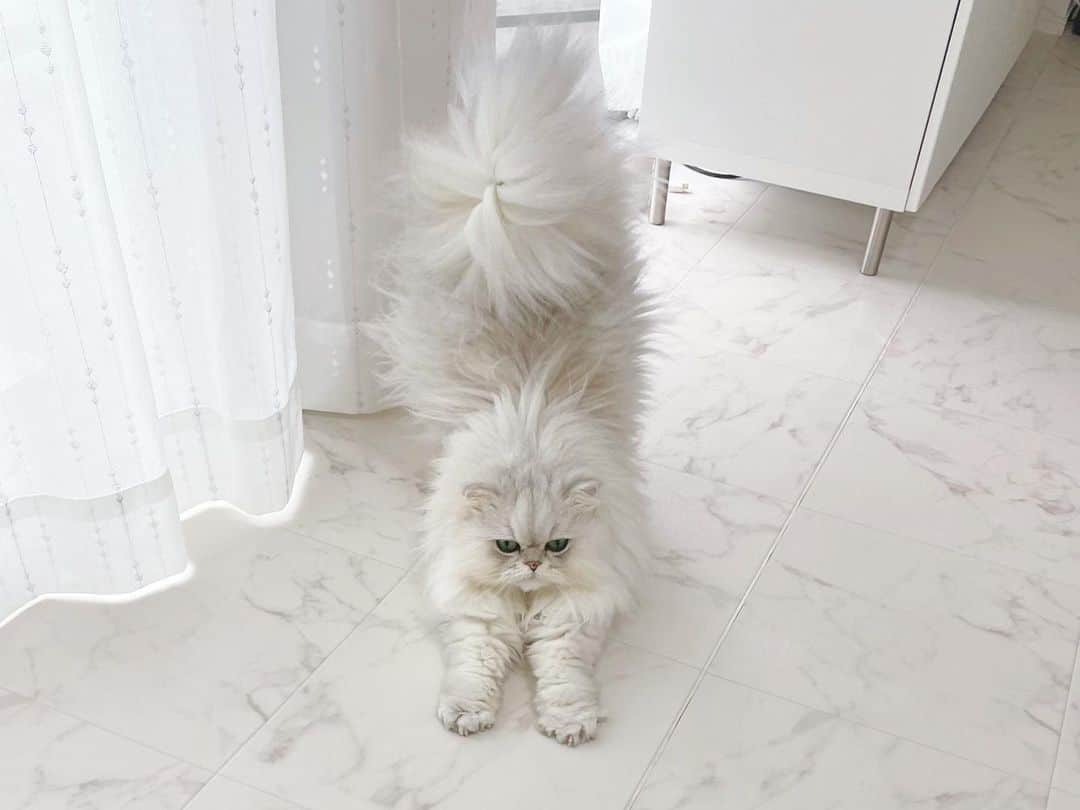 hanachan.officialのインスタグラム：「⠀  のびぃーーーー！！！  ⠀ #はなちゃん  #伸び #伸び猫 #レアショット #おはよう #gm #癒し #かわいい #チンチラシルバー #猫 #ねこのいる暮らし #ふわもこ部 #にゃんすたぐらむ #白い部屋 #lovecats #interior #白猫 #cat #pet #chinchillacat #cute #animal #persiancat #kawaii #gato #고양이 #catlover #🐾」