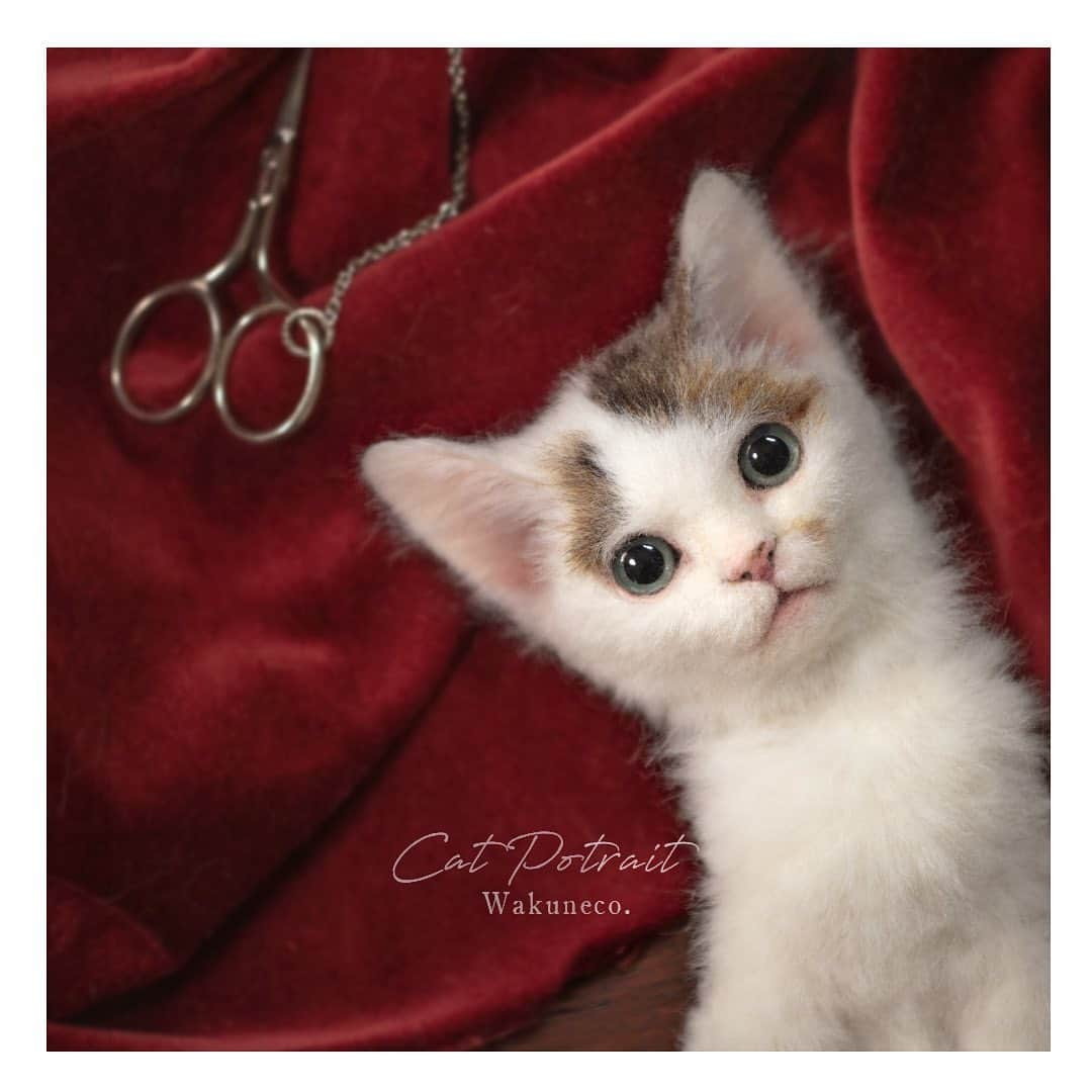 わくねこ羊毛フェルトのインスタグラム：「This kitten appeared in one of my books. I wanted to finish a few more details, so I adjusted it again.  When my work is finished, I send it to its owner, but from now on, I would like to add a few more pieces for myself that I will not sell.  I dream of having a solo exhibition and meeting you all!  著書「わくねこ」の作り方に登場した子猫さん。  こちらも再び取り出して、細部に手をくわえてます。  いつか個展をやるのが夢です😌😸  会場で皆さんとお会いしたいです。  夢語る前にまずは作品を作らねば。  何一つ決まっていないので、宣言ではなくて、ひとりごとです。🫢  #猫 #ねこ部 #meow #ilovemycat #needlefelting #고양이 #양모펠트 #羊毛毡 #羊毛フェルト #ハンドメイド猫 #羊毛フェルト作品 #羊毛フェルト猫 #羊毛氈 #흰고양이 #サンドグレーズアイ #feltart #artwoks  #アート #子猫 #kitten」