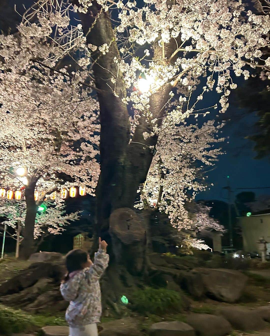 のインスタグラム：「夜桜 とても美しいです  #高崎公園」