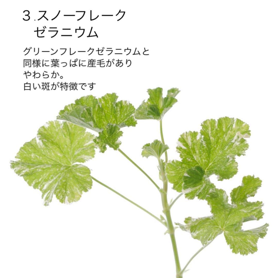 雑誌『花時間』さんのインスタグラム写真 - (雑誌『花時間』Instagram)「お花に添えるグリーンとして、茎の長いハーブが出回っていると知っていましたか？  花時間（@hanajikan_magazine）です。  これから旬を迎えるのは「センテッドゼラニウム」。  センテッド…って聞き慣れない名前ですよね？  香りのあるゼラニウムの総称。一般的には、ハーブゼラニウムと呼ばれています。  バラに似た香りのローズゼラニウムをはじめ、アップル、レモン、ペパーミントなど、さまざまな香りの品種があります。  斑入りやギザギザ、ふわふわ感も品種によってさまざま。  苗で買って育てておくと、春から初夏には、かわいらしいお花🌸でも楽しませてくれます。  ぜひ、お試しを。  余談ですが…先ほど、パソコンで調べものをしていたら、トロイの木馬に感染したと…いきなりの警告画面と、けたたましい音😱😱😱  ご丁寧にもサポート窓口の電話番号まで表示されました😅😅😅  サポート詐欺なので、皆さんも、電話なんかしちゃダメですよー。  あーっ、びっくりした💦 私にこそ、ハーブゼラニウムが必要です（笑）  では、本日もお疲れさまでした。明日も元気smile😊😊😊で頑張りましょう！ byピーターパン  写真　@tanabe32   【花時間ニュース】 💜『花時間』から、花の定期便がスタートしました🥰　世界でここだけのバラと旬花が届く嬉しいサービスです💕  💜『花時間2023秋冬』〈春夏秋冬。季節のリース〉大好評発売中！  💜2023年『花時間』カレンダー絶賛発売中！  💜『花と短歌でめぐる 二十四節気 花のこよみ』大好評発売中  すべて @hanajikan_magazine のプロフィールのリンクから飛べます✈️  『花時間』本誌や書籍は全国の書店、ネット書店でも発売中✨  #花時間 #フラワーアレンジ #ハーブ  #ハーブのある暮らし #ハーブゼラニウム  #花が好き #花が好きな人と繋がりたい #花を飾る #花を飾る生活 #花屋さんへ行こう」3月28日 20時37分 - hanajikan_magazine