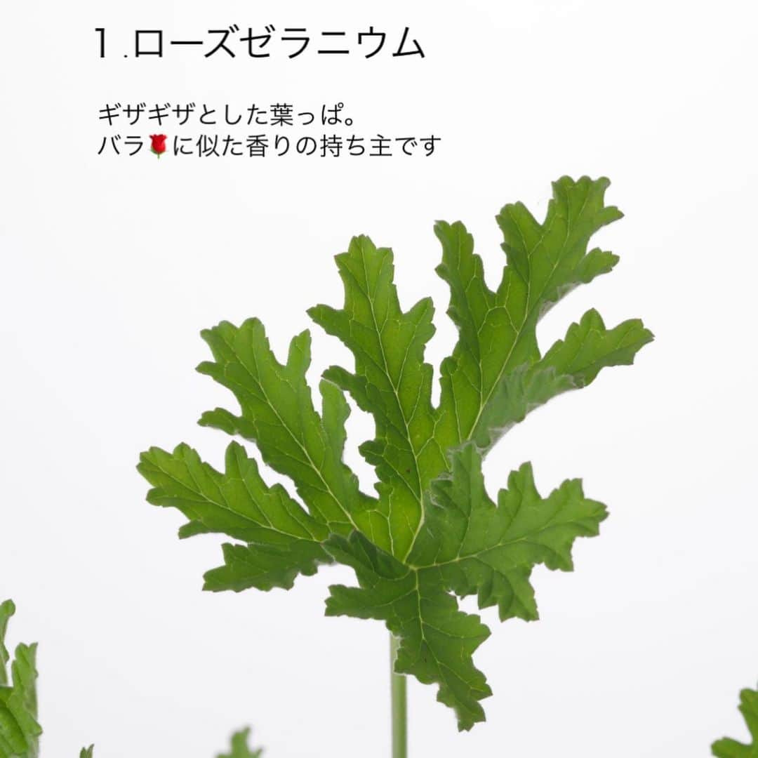 雑誌『花時間』さんのインスタグラム写真 - (雑誌『花時間』Instagram)「お花に添えるグリーンとして、茎の長いハーブが出回っていると知っていましたか？  花時間（@hanajikan_magazine）です。  これから旬を迎えるのは「センテッドゼラニウム」。  センテッド…って聞き慣れない名前ですよね？  香りのあるゼラニウムの総称。一般的には、ハーブゼラニウムと呼ばれています。  バラに似た香りのローズゼラニウムをはじめ、アップル、レモン、ペパーミントなど、さまざまな香りの品種があります。  斑入りやギザギザ、ふわふわ感も品種によってさまざま。  苗で買って育てておくと、春から初夏には、かわいらしいお花🌸でも楽しませてくれます。  ぜひ、お試しを。  余談ですが…先ほど、パソコンで調べものをしていたら、トロイの木馬に感染したと…いきなりの警告画面と、けたたましい音😱😱😱  ご丁寧にもサポート窓口の電話番号まで表示されました😅😅😅  サポート詐欺なので、皆さんも、電話なんかしちゃダメですよー。  あーっ、びっくりした💦 私にこそ、ハーブゼラニウムが必要です（笑）  では、本日もお疲れさまでした。明日も元気smile😊😊😊で頑張りましょう！ byピーターパン  写真　@tanabe32   【花時間ニュース】 💜『花時間』から、花の定期便がスタートしました🥰　世界でここだけのバラと旬花が届く嬉しいサービスです💕  💜『花時間2023秋冬』〈春夏秋冬。季節のリース〉大好評発売中！  💜2023年『花時間』カレンダー絶賛発売中！  💜『花と短歌でめぐる 二十四節気 花のこよみ』大好評発売中  すべて @hanajikan_magazine のプロフィールのリンクから飛べます✈️  『花時間』本誌や書籍は全国の書店、ネット書店でも発売中✨  #花時間 #フラワーアレンジ #ハーブ  #ハーブのある暮らし #ハーブゼラニウム  #花が好き #花が好きな人と繋がりたい #花を飾る #花を飾る生活 #花屋さんへ行こう」3月28日 20時37分 - hanajikan_magazine