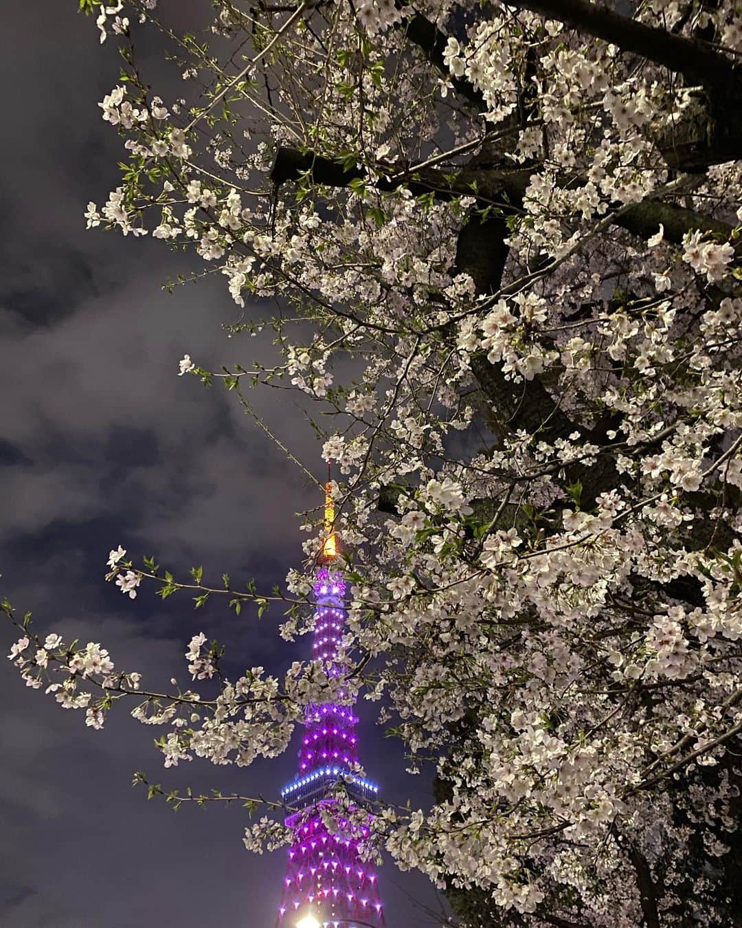 櫛野久美子さんのインスタグラム写真 - (櫛野久美子Instagram)「【夜散歩】 ⁡ 桜カラーにライトアップされた 東京タワーが ⁡ 赤羽橋駅を降りて 目の前に飛び込んできたので ⁡ 少し遠回りして 夜散歩したら ⁡ 芝公園の桜との コラボレーションが キレイでした✨🌸 ⁡ ⁡ 夜桜タワー🗼 ⁡ ⁡ ⁡ ⁡ ⁡ ================== 〜美しく生きる。〜 自分をあきらめない女性の 心と素肌とセンスの磨き方 ⁡ アロマ美容研究家 くしのくみこ ⁡ 　 ⁡ ⁡ #東京タワー #夜桜 #芝公園の桜 #波動が整う場所 #波長の合う人と繋がりたい #美しく生きる #若さの秘訣」3月28日 20時46分 - kumiko_essence