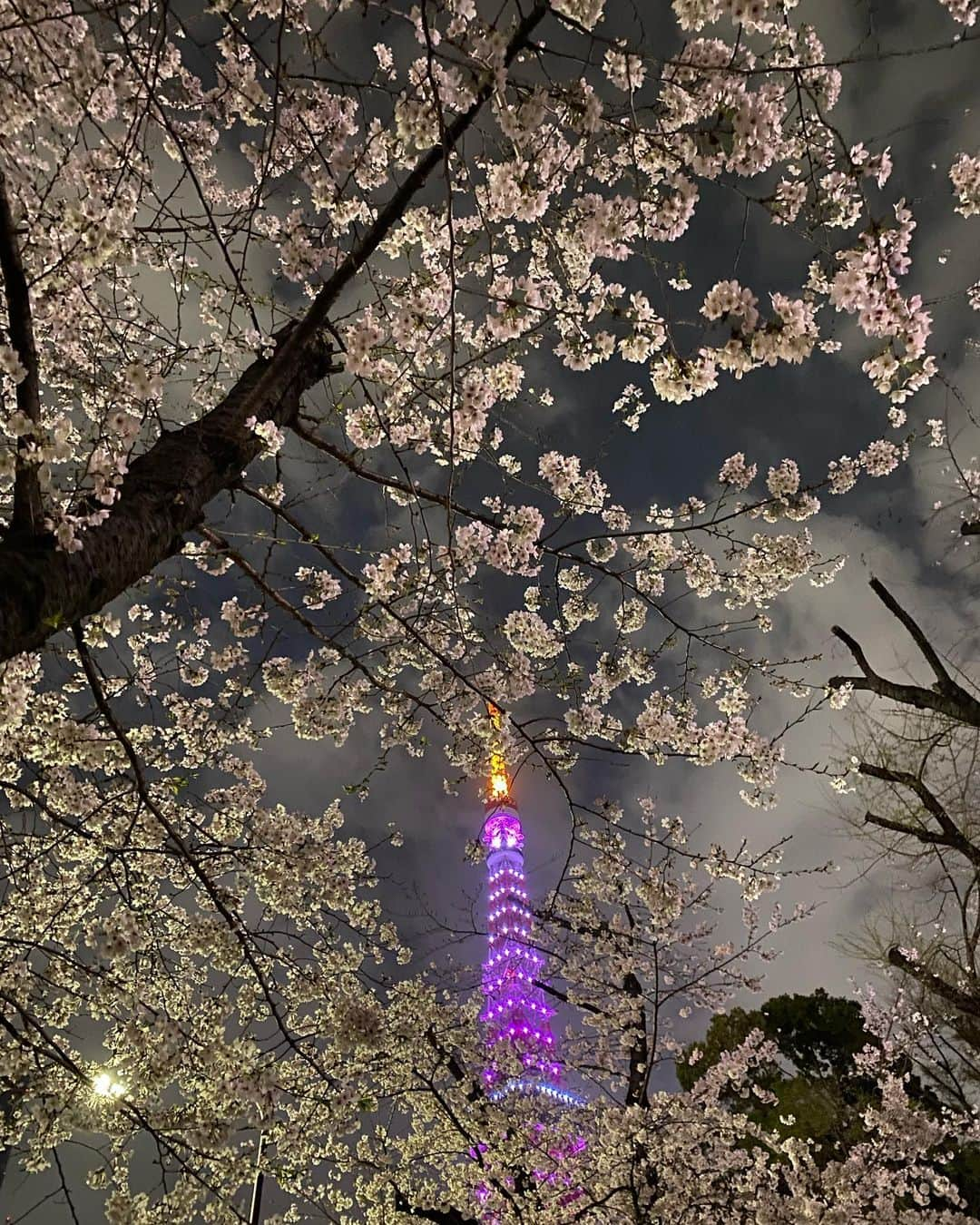 櫛野久美子のインスタグラム：「【夜散歩】 ⁡ 桜カラーにライトアップされた 東京タワーが ⁡ 赤羽橋駅を降りて 目の前に飛び込んできたので ⁡ 少し遠回りして 夜散歩したら ⁡ 芝公園の桜との コラボレーションが キレイでした✨🌸 ⁡ ⁡ 夜桜タワー🗼 ⁡ ⁡ ⁡ ⁡ ⁡ ================== 〜美しく生きる。〜 自分をあきらめない女性の 心と素肌とセンスの磨き方 ⁡ アロマ美容研究家 くしのくみこ ⁡ 　 ⁡ ⁡ #東京タワー #夜桜 #芝公園の桜 #波動が整う場所 #波長の合う人と繋がりたい #美しく生きる #若さの秘訣」