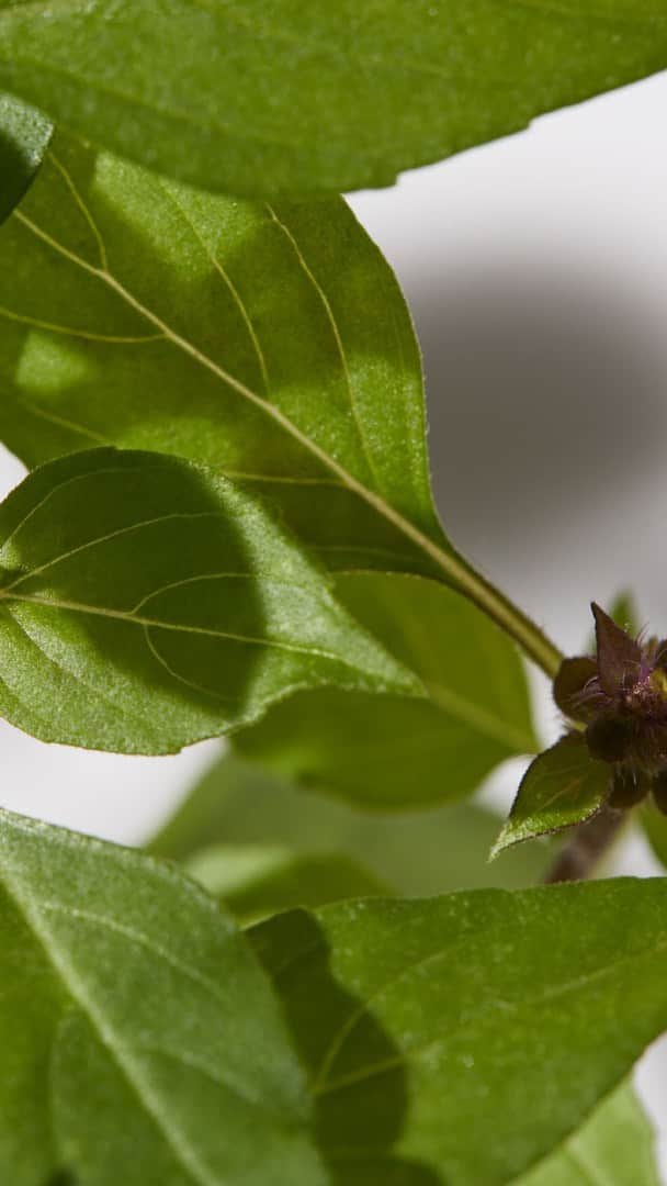 THREEのインスタグラム：「THREEホリスティックケア3つのこだわり  精油をはじめとする植物の恵みと「心・からだ・肌」の関係性の研究を行う「THREEホリスティックリサーチセンター」の知見をもとに、3つの開発ポリシーを掲げています。 ホーリーバジル生産地の動画とともにお届けします。  1. 植物と科学の黄金比が生み出す処方 「ヒトも自然物の1つ」という原点のもと、ホリスティックに働きかける精油を中心にナチュラル成分を採用し、自然由来指数90%以上を実現。そこに、1%以上のサイエンスを掛け合わせ、確かな実感を目指します。  2. 身土不二というオリジン 日本発ブランドとして、「ヒトとヒトが暮らす土地とは切っても切り離せない関係である」という身土不二の思想にこだわります。鍵となる精油や植物エキスには出来るだけ国産を厳選して採用します。  3. 美意識の先で交わる、環境への配慮 植物の未利用部分や残渣、副産物など不要とされていたものから別の価値を再発見する「アップサイクル」発想はTHREE創業当時から。ガラス容器にもリサイクル原料を80%も採用。濁りを奥行きに変え、有機的なゆらぐ輝きが生まれます。  想いをこめて作り上げられたTHREEホリスティックケアの心地よさを、是非ご体感ください。  #threecosmetics #アップサイクル #スリー」
