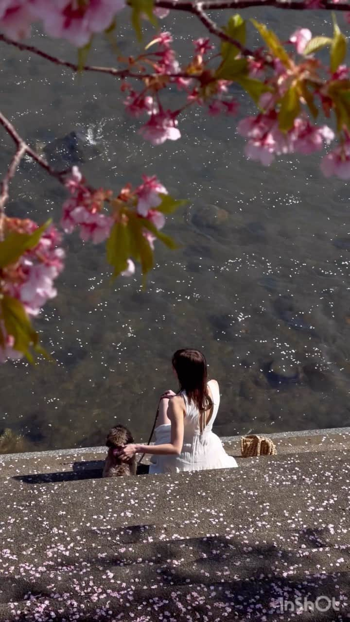 ALEXAのインスタグラム：「Looking cute and doing good for the planet with the new Plant Pacer 🥹🌸 @allbirdsjapan ‘s 100% natural, plant based leather sneakers✨🌱   #allbirds #オールバーズ #supernatural #sakura #cherryblossom」