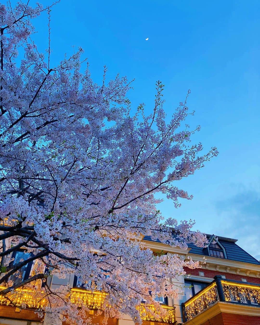 成松修さんのインスタグラム写真 - (成松修Instagram)「桜と三日月  #桜 #月 #🌸 #🌙 #三日月」3月28日 20時52分 - ore_osamu