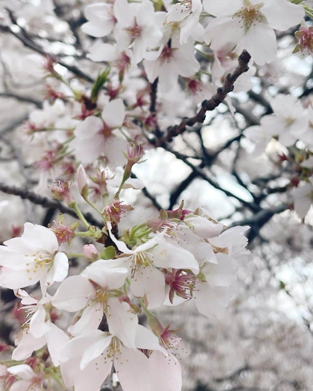 田谷菜々子さんのインスタグラム写真 - (田谷菜々子Instagram)「桜綺麗に咲いてた🌸 初川越~🧚🏻‍♀️」3月28日 21時12分 - nanako_taya