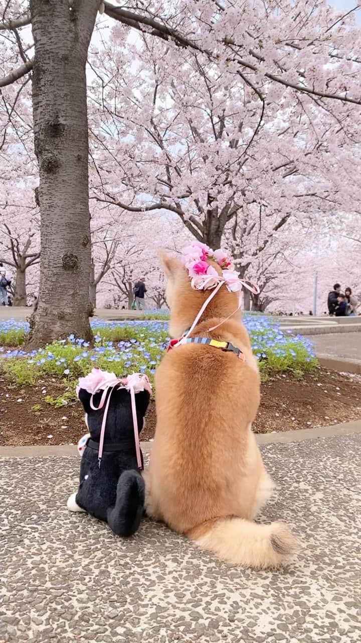 柴犬 けんしろう ゆりあのインスタグラム：「🌸🐶🐶🌸  みなさん🌸 しばし、けんゆりと一緒に 千葉の桜をお楽しみくださいませ〜🌸  ソメイヨシノ🌸ネモフィラ💠チューリップ🌷 かわいい春のお花を一緒に楽しめて幸せでした😊  昨日の午後、3時間ほどゆりあとお出かけ🌸 お天気も微妙だったので迷いましたが行ってよかった🥺  ゆりちゃんお付き合いありがとね🐶❤️  #ソメイヨシノ #cherryblossom  #柴犬 #shiba #元保護犬 #保護犬を家族に」