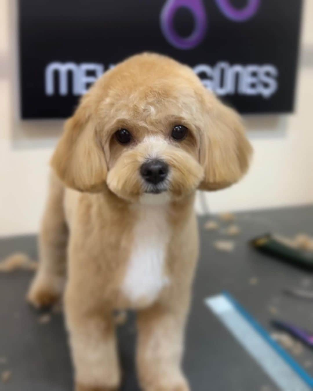 Mehmet Gunesさんのインスタグラム写真 - (Mehmet GunesInstagram)「Munich, Germany! April 24-29 at California Dog Spa Munich. Please call California Dog Spa for appointments. Tel.: +49(0)170 290 54 57 See you there 💜  @californiadogspa」3月28日 21時14分 - petstylistt