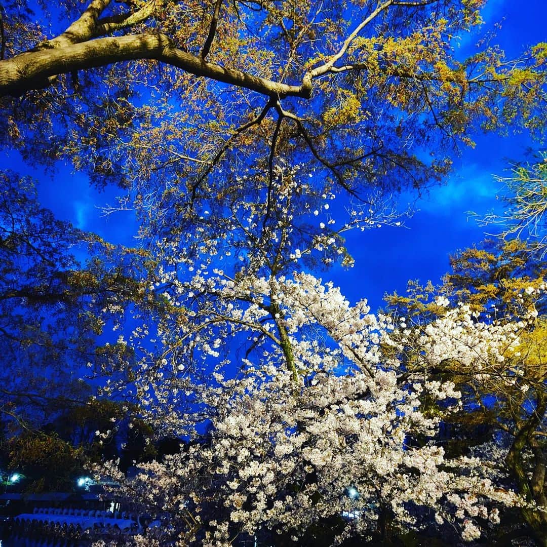 置鮎龍太郎さんのインスタグラム写真 - (置鮎龍太郎Instagram)「お花🌸もこれで見納めかしらね♪  最後は美味しそうなラフテーでシメ（笑）  #井の頭公園」3月28日 21時20分 - chikichikiko