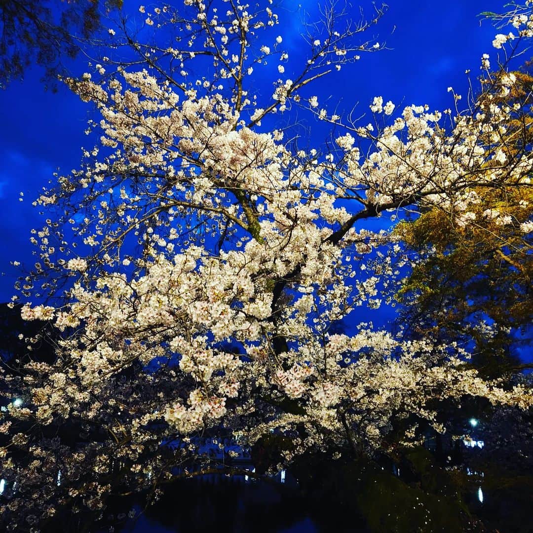 置鮎龍太郎さんのインスタグラム写真 - (置鮎龍太郎Instagram)「お花🌸もこれで見納めかしらね♪  最後は美味しそうなラフテーでシメ（笑）  #井の頭公園」3月28日 21時20分 - chikichikiko
