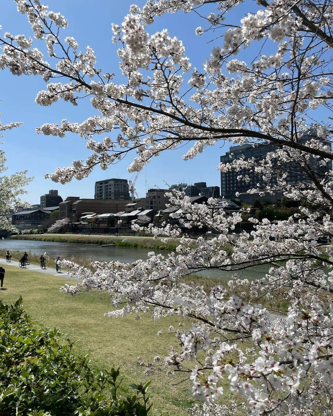 松山英礼奈さんのインスタグラム写真 - (松山英礼奈Instagram)「お花見🌸🍡✨ 2年ぶりの京都♥️🏮  どこもかしこも満開の桜だらけで お天気良くて歩いてて気持ち良かった🐹💕🌞♩  今年も来れて嬉しかったな🥰💖✨ また来年😌💓🙌🏻  #お花見 #花見 #京都 #🌸」3月28日 21時20分 - hiiiiiiii0802