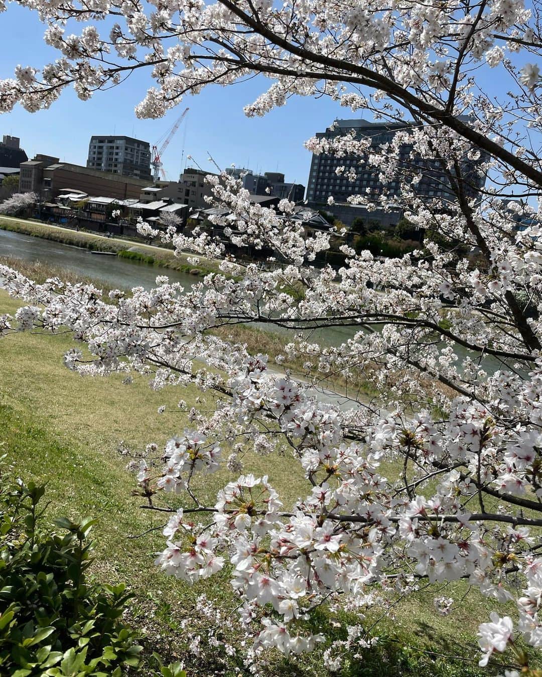 松山英礼奈さんのインスタグラム写真 - (松山英礼奈Instagram)「お花見🌸🍡✨ 2年ぶりの京都♥️🏮  どこもかしこも満開の桜だらけで お天気良くて歩いてて気持ち良かった🐹💕🌞♩  今年も来れて嬉しかったな🥰💖✨ また来年😌💓🙌🏻  #お花見 #花見 #京都 #🌸」3月28日 21時20分 - hiiiiiiii0802