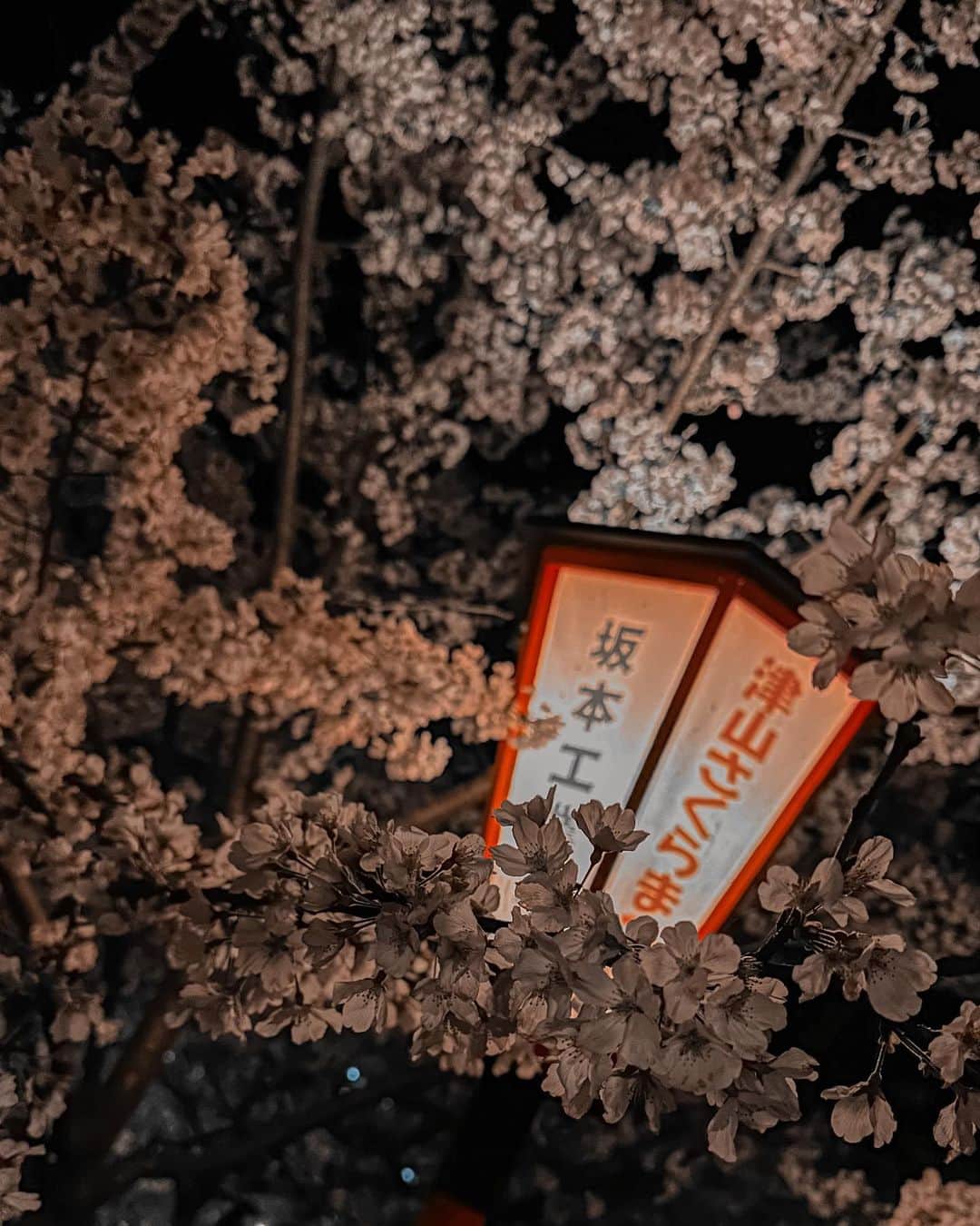大池水杜さんのインスタグラム写真 - (大池水杜Instagram)「It's the cherry blossom season in the 5th year since I moved to Okayama!  I went to a famous Sakura spot in Okayama🌸  岡山に引っ越してきて5回目の春！やっと鶴山公園に行く事が出来た😁 めっちゃキレイだし屋台も楽しい〜！ 階段たくさんでいいリハビリ🙌🏼 @visavis_jp #slopeshot #VANS #bern #タウン情報おかやま #ライト電業 #bmx #bmxgirl #bmxfreestyle #bmxwomen  #鶴山公園 #鶴山公園桜祭り #ライトアップ #夜桜 #津山」3月28日 21時39分 - minato_oike