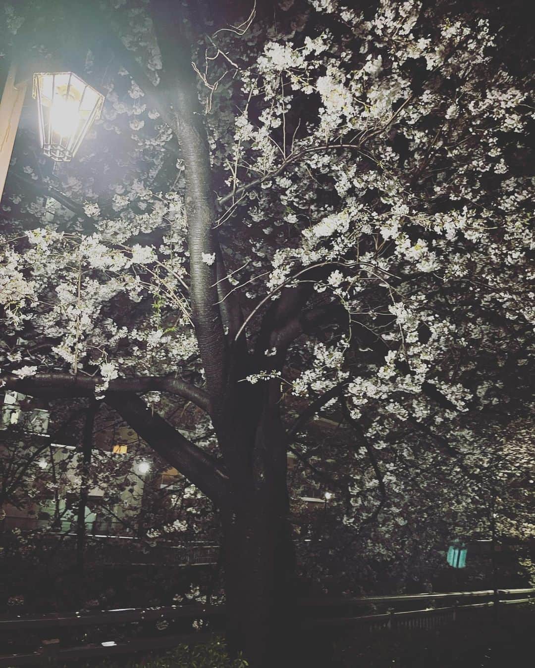 吉岡麻由子さんのインスタグラム写真 - (吉岡麻由子Instagram)「#🌸#夜桜 ⁡ #近所」3月28日 21時40分 - mayuko.1017