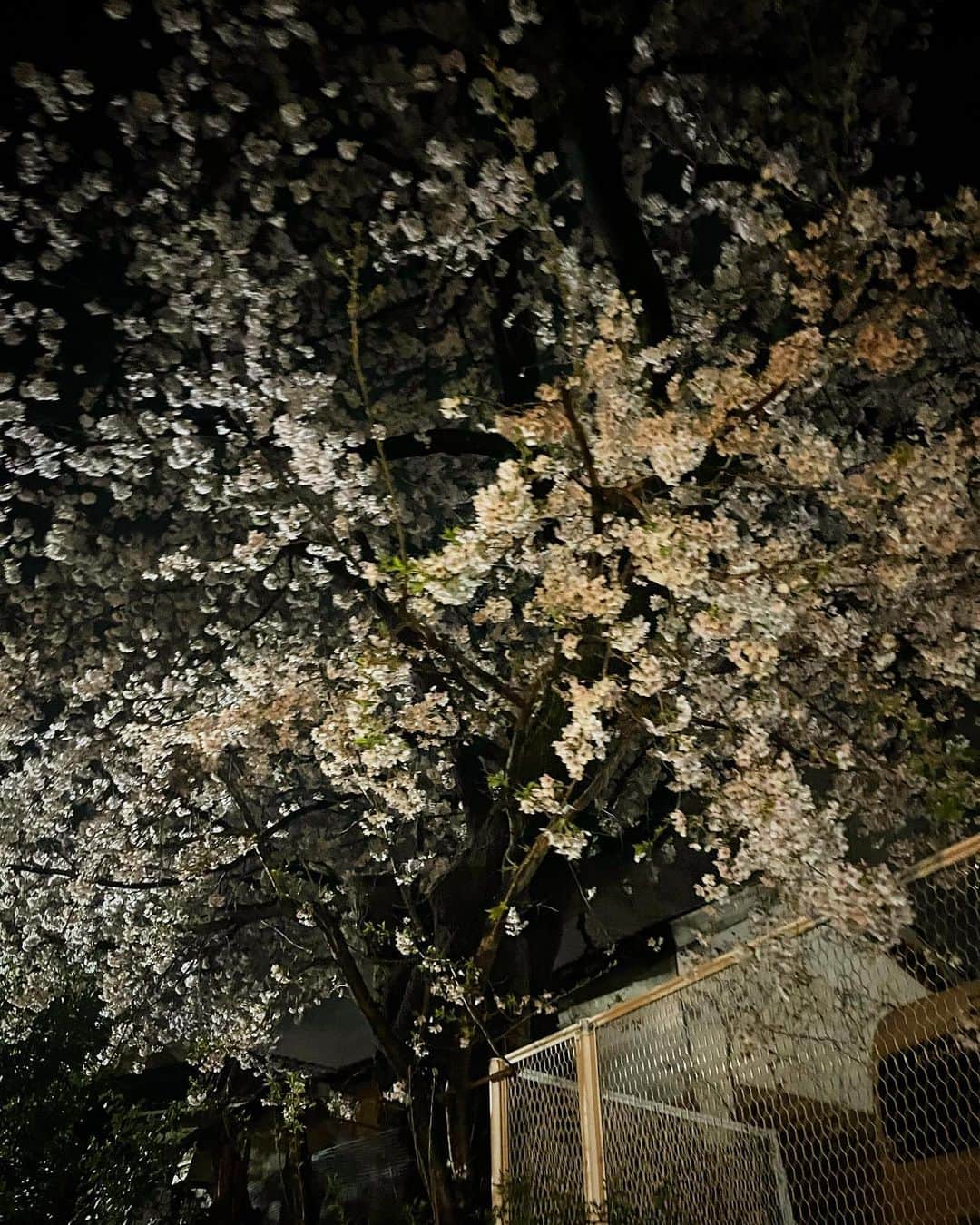 吉岡麻由子さんのインスタグラム写真 - (吉岡麻由子Instagram)「#🌸#夜桜 ⁡ #近所」3月28日 21時40分 - mayuko.1017