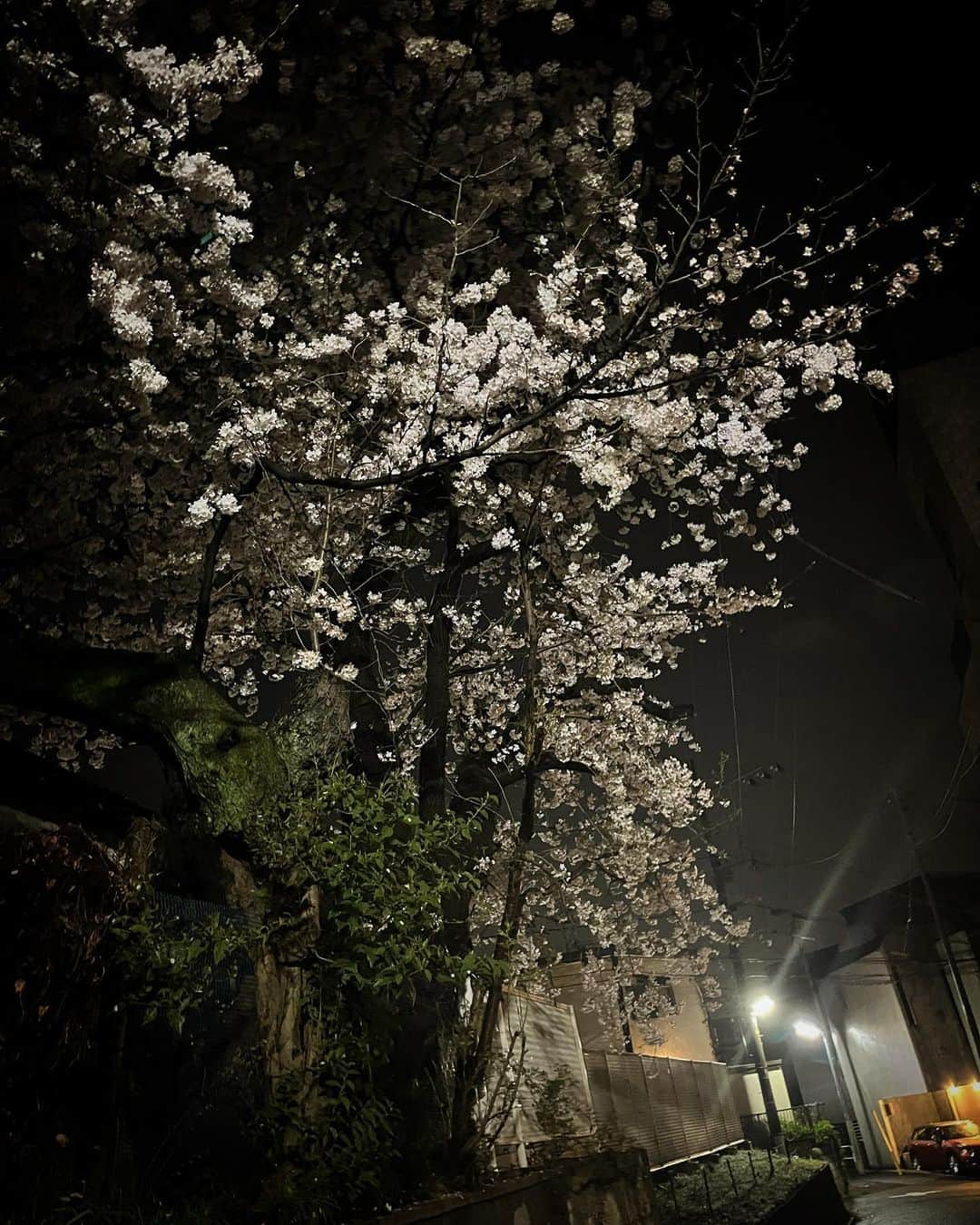 吉岡麻由子さんのインスタグラム写真 - (吉岡麻由子Instagram)「#🌸#夜桜 ⁡ #近所」3月28日 21時40分 - mayuko.1017