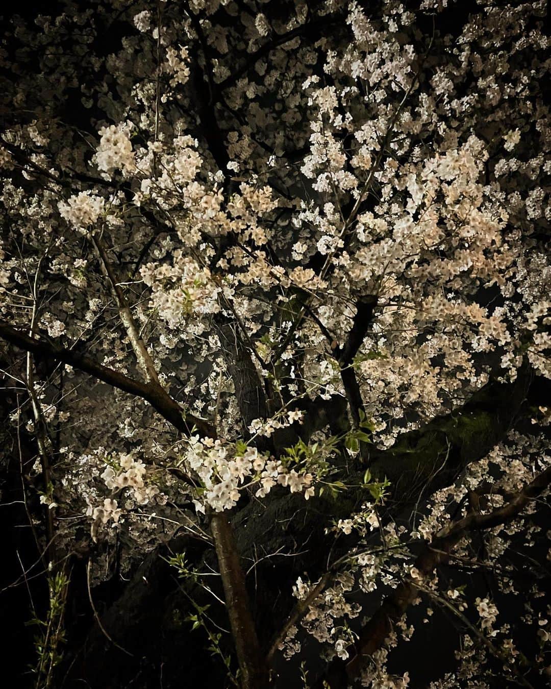 吉岡麻由子のインスタグラム：「#🌸#夜桜 ⁡ #近所」