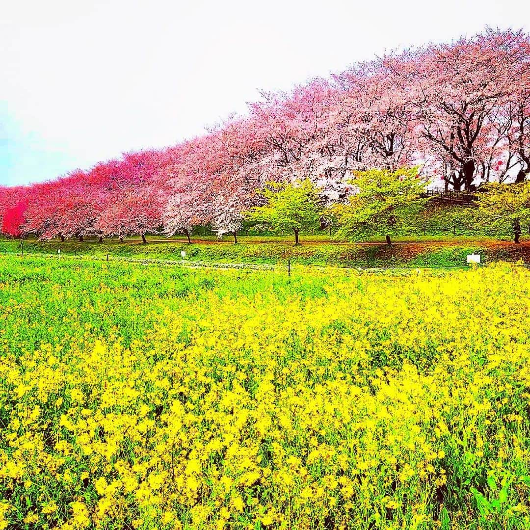 LOVE ME DOさんのインスタグラム写真 - (LOVE ME DOInstagram)「#権現堂公園 の #桜と菜の花 🌸 #運気アップ に #待ち受けにどうぞ  #埼玉県幸手市 （さってし） #権現堂公園桜堤」3月28日 21時40分 - lovemedo_fortunteller