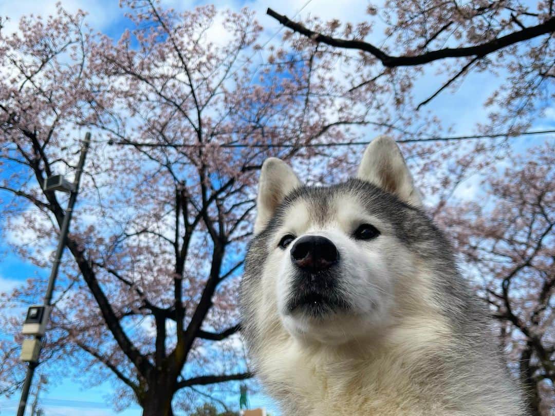 プピプピ文太のインスタグラム