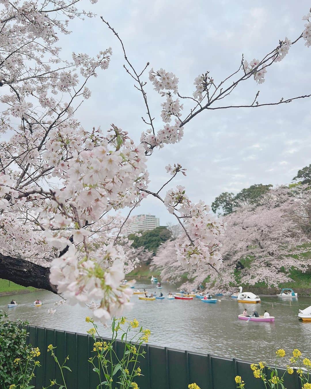阿部夢梨さんのインスタグラム写真 - (阿部夢梨Instagram)「桜が咲いてる季節が1番好きです🌸 ⁡ ⁡ ⁡ ⁡ @eyeprolish11 さんで 今月もパリジェンヌとアイブロウWAXへ メンテナンスをお願いしました♡♡ ⁡ おかげでメイクも楽ちんで いつもありがとうございます…🪞🪄︎︎」3月28日 21時43分 - yumeri_abe.official