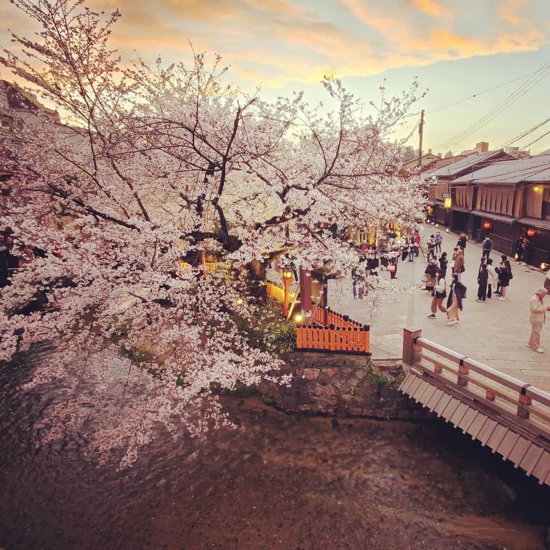 竹内弘一さんのインスタグラム写真 - (竹内弘一Instagram)「満開が長続きしてます。 京都は満員状態です。 すでに市バスにも乗れません。 積み残し発生中です。 タクシーもつかまりません。 ようやくコロナの３年から反転攻勢なのに インバウンドも含め観光客のみなさん 楽しめてるのかなあ。。心配です。  #京都 #桜 #観光公害」3月28日 21時46分 - takeuchi_koichi