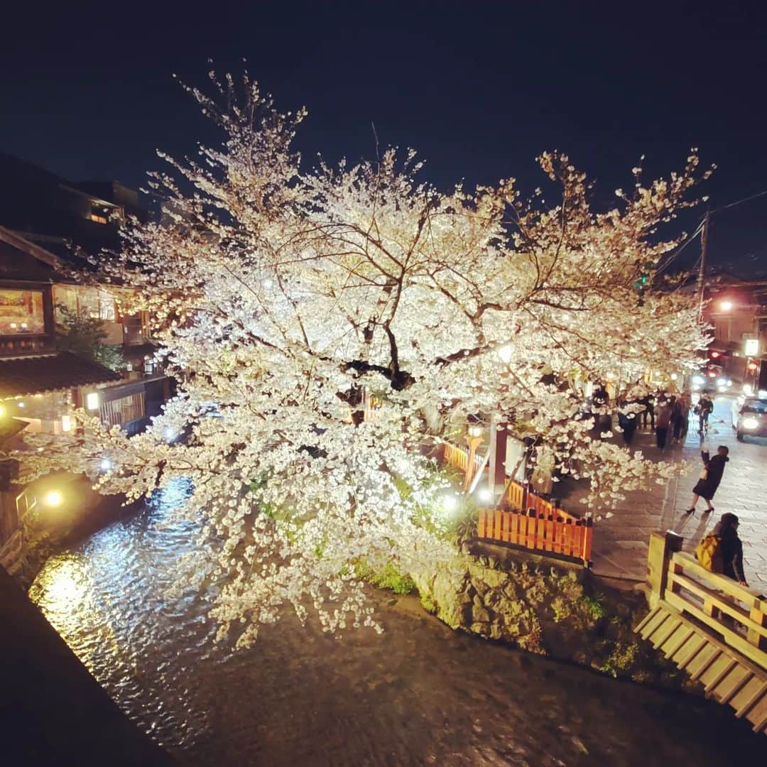 竹内弘一のインスタグラム：「満開が長続きしてます。 京都は満員状態です。 すでに市バスにも乗れません。 積み残し発生中です。 タクシーもつかまりません。 ようやくコロナの３年から反転攻勢なのに インバウンドも含め観光客のみなさん 楽しめてるのかなあ。。心配です。  #京都 #桜 #観光公害」