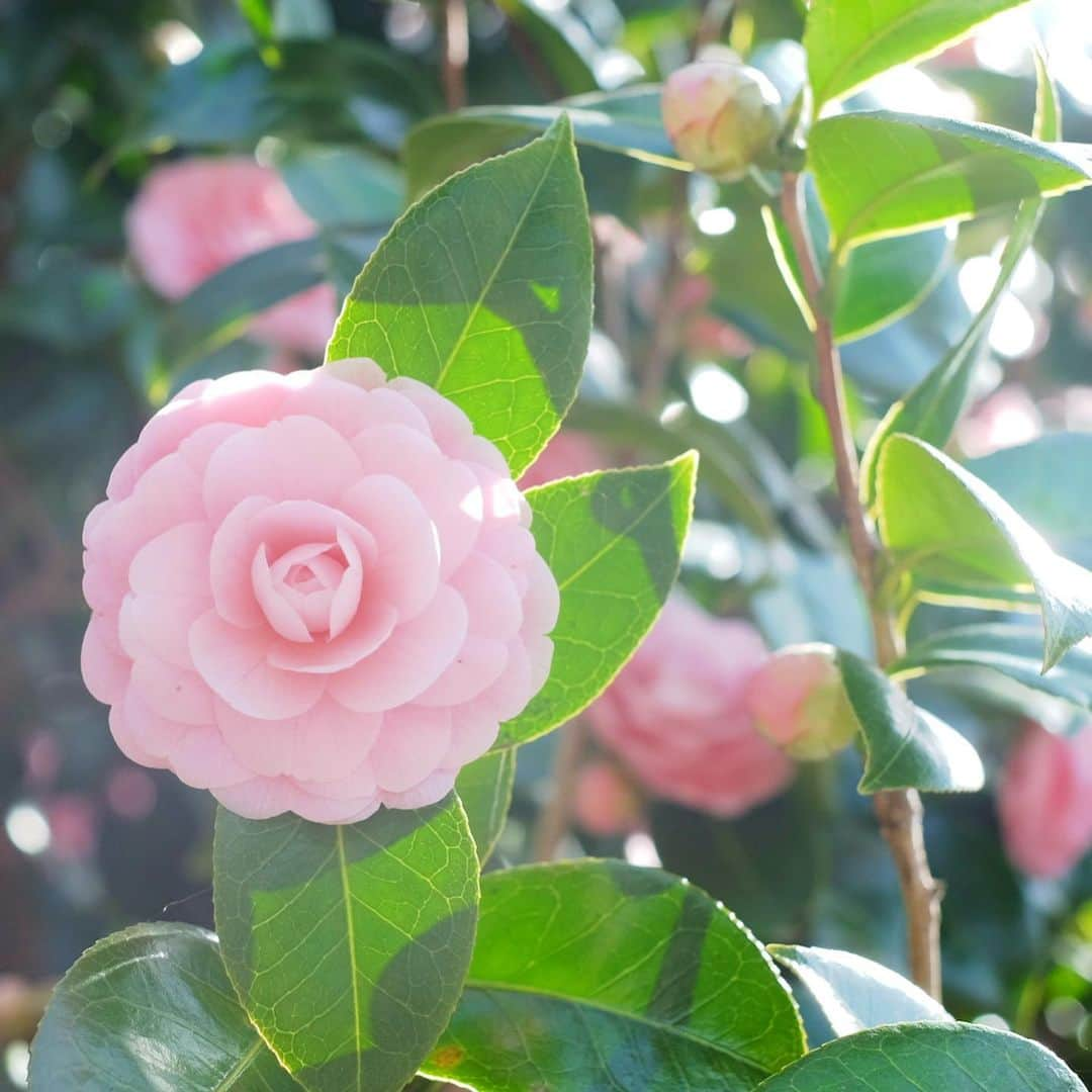 小林千鶴さんのインスタグラム写真 - (小林千鶴Instagram)「幾重にも連なる花びらは 天然のドレスのよう... 乙女椿ちゃん、可愛すぎます。  とか言って名前違ったらごめんね🙇‍♀️  そうそう。 椿とサザンカ、コブシと白木蓮が ぱっと見で、まだ分かる境地まで至っておらず... 妖精母のように 生きる花図鑑になるのが夢🧚‍♀️  母はいつも道端に咲く花の名前を 教えてくれました。 だから私も同じように 娘や息子に、知っている花の名は 必ず伝えています🌸  花が沢山咲く春の散歩は 「あれは〇〇で、あれは〇〇よ」と なかなか忙しいのです🌷  存分に自然を、季節を慈しみながら 家族と歳を重ねていきたいです。  #tsubaki #otometsubaki」3月28日 21時58分 - 5884_chizuru