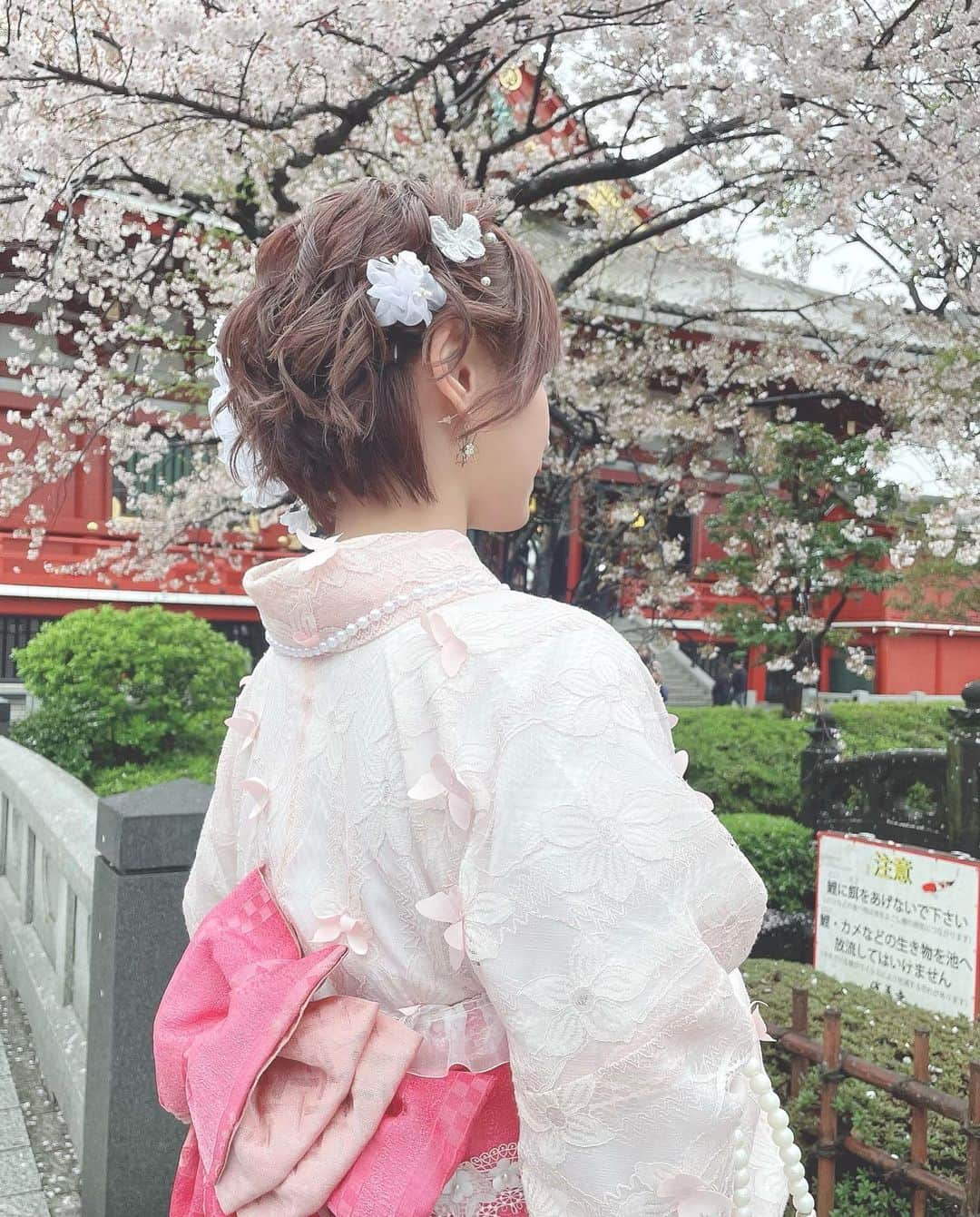 相良ましろさんのインスタグラム写真 - (相良ましろInstagram)「. 👘💗🌸 . 着物もヘアセットもめちゃくちゃ可愛かったし 人気で人多かったけど回転早くてすぐ着付け終わったよ！😘  浅草で着物借りる時にオススメです☺️✨️ 👘 @kimonomiyabi  . この日のために髪色もピンクと赤っぽくしてもらいました🍎 いつもどんな要望にも答えてくれてありがとうございます！ ✂️ @tetsuya.t.vain  . . #浅草 #撮影会 #着物撮影会 #ポトレ撮影会 #ポトレ #着物 #桜 #雷門 #隅田公園 #浅草食べ歩き #浅草寺 #浅草着物レンタル #グラビアアイドル #ショートカット #ビジョビ #女子力向上委員会 #女子力向上計画 #shorthair #cosplayer #gravure #shortcut #shorthair #instagood #selfie #kawaiigirl #japanesegir」3月28日 22時08分 - mashiro_sagara