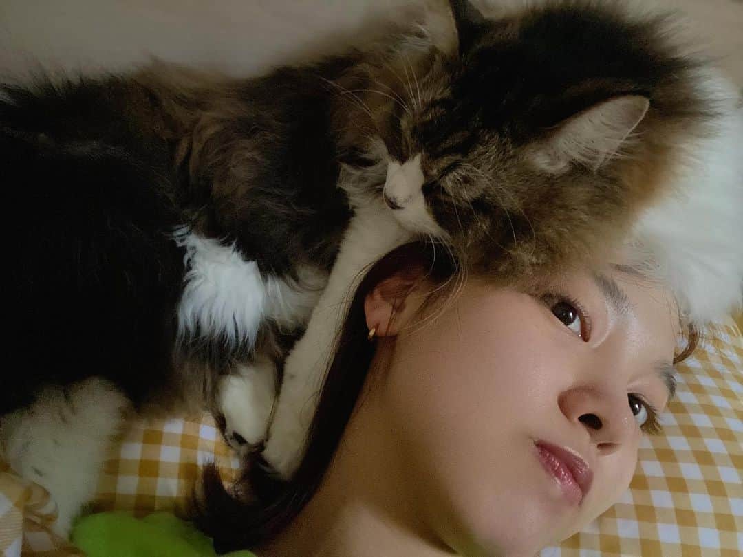 飯窪春菜のインスタグラム：「🐈💭  私の頭を枕にするテトち。 しっかり寝息も聞こえてました🤣🫶🏻  みーこは腕枕で寝ていたよ☺️🫶🏻  #ねこ #ねこすたぐらむ #猫のいる暮らし #cat #catsofinstagram #テトみーこ」