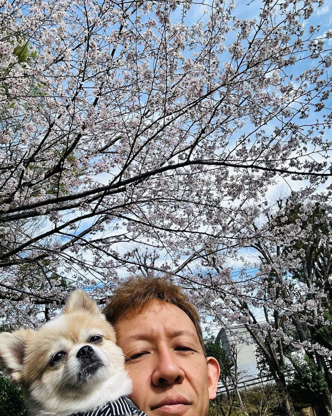 院長ヨモギダさんのインスタグラム写真 - (院長ヨモギダInstagram)「2023.03.28.(火) 🌸 春ですね〜 🌸 🌸 . ご予約が取りにくくご不便をおかけしております🙇‍♂️🙇‍♀️ . 4月も後半まで埋まってきております。 ご予定のある方はお早めにご予約をよろしくお願い致します。 . .  📍ご予約の際のお願い📍 ⚠️ご予約の変更などは 【ご予約日の2日前の16時までに   必ずお電話で】お願い致します。 . ⚠️DM、メール連絡は重複を防ぐ為お受けしておりません。 又、18時以降や営業時間外、休業日も対応できません。 何卒よろしくお願い致します。 . 🐕 🐕 🐕 .  #渋谷スポンジ  #美容鍼 #鍼灸 #マッサージ  #痩身 #ヘッドスパ #筋膜リリース 東京都渋谷区松濤1-28-6 麻生ビル2F☏‭0367127598‬ 定休日🌱木曜日 🌸ご予約はHP又はお電話(18時迄) ‭www.shibuya-sponge.com‬ . .  🐕✨1ヶ月以内リピート常時500円OFF❗ 🐕✨初回の方にプチギフト進呈🎁 🐕✨Instagramフォロワー様に美容シートパックプレゼント🎁 . . . #美容鍼灸 #小顔矯正 #ツヤ肌 #シミ改善 #顔のくすみ #ダイエット鍼 #腰痛 #肩こり #むくみ解消 #フェイスライン #顔のたるみ #アンチエイジング  #リフトアップ効果 #偏頭痛  #骨盤調整 #姿勢改善 #猫背 #巻き肩 #アトピー性皮膚炎 #マスク肌荒れ #スマホ首 #目の下のクマ」3月28日 22時06分 - shibuya_sponge