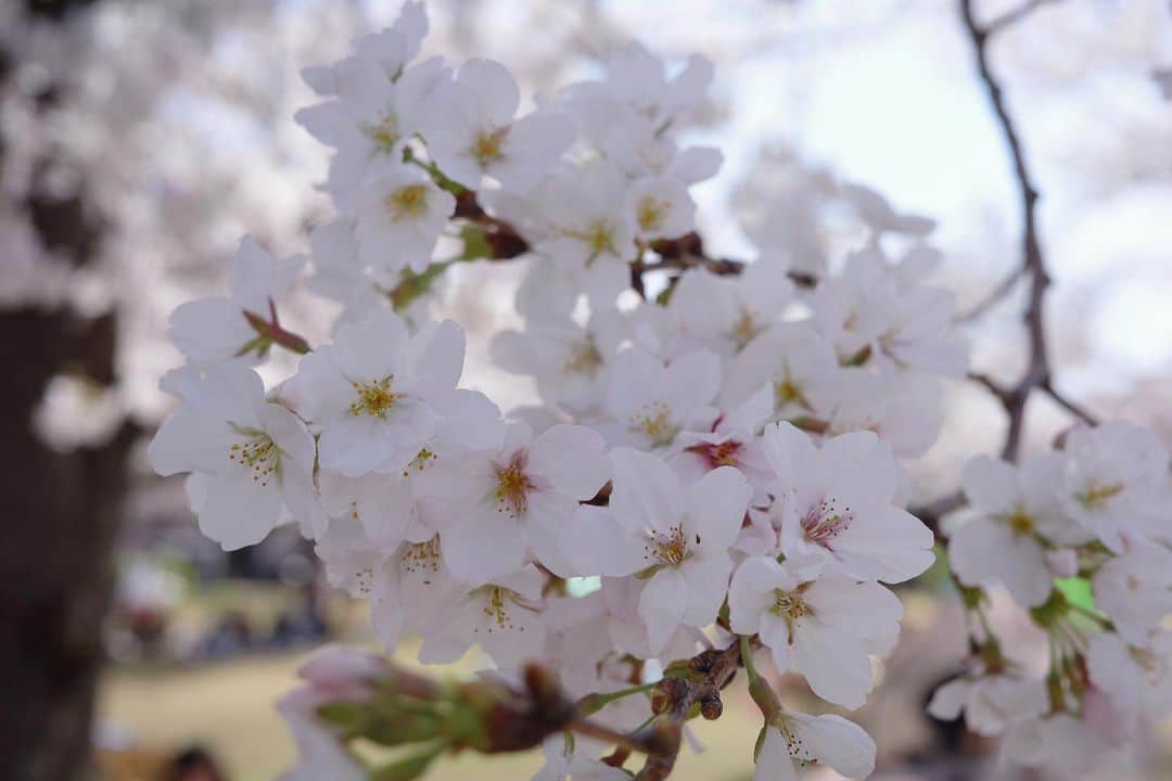 shuさんのインスタグラム写真 - (shuInstagram)「ㅤㅤㅤㅤㅤㅤㅤㅤㅤㅤㅤㅤㅤ 万博記念公園で桜。満開でめちゃくちゃ綺麗だったけど娘が満開の桜をなぜか怖がって桜見えないとこ行きたいー！て言うからチューリップ見て帰りました🌸→🌷」3月28日 22時10分 - s_pieces