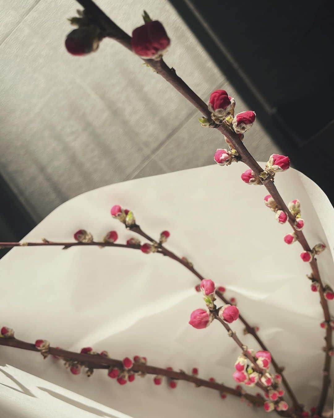 宮内理沙さんのインスタグラム写真 - (宮内理沙Instagram)「とても好きな季節がやってきました🌸  #いちごの主張 #バグです #本当は夜桜とかの写真を入れていました」3月28日 22時20分 - risa_miyauchi