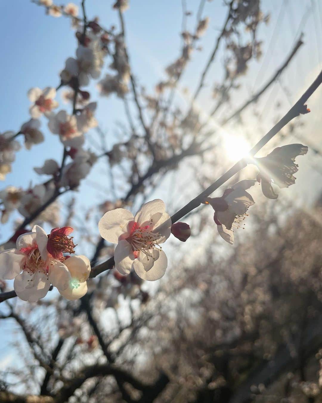 宮内理沙のインスタグラム：「とても好きな季節がやってきました🌸  #いちごの主張 #バグです #本当は夜桜とかの写真を入れていました」