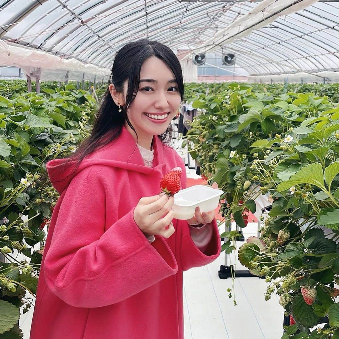 林花音のインスタグラム：「🍓🍓🍓  いちごおっきい〜〜！！ 練乳はつけたい派だなあ🥛  上着もイチゴ色に🤭  ・ ・ ・ ・ ・ ・ #いちご狩り #静岡 #いちご #いちご狩りコーデ」