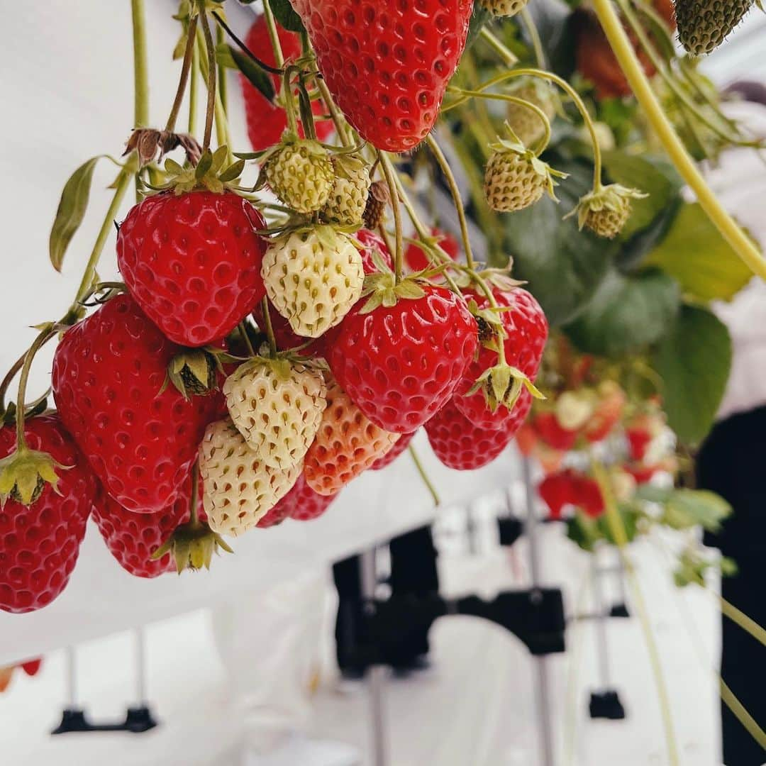 林花音さんのインスタグラム写真 - (林花音Instagram)「🍓🍓🍓  いちごおっきい〜〜！！ 練乳はつけたい派だなあ🥛  上着もイチゴ色に🤭  ・ ・ ・ ・ ・ ・ #いちご狩り #静岡 #いちご #いちご狩りコーデ」3月28日 22時26分 - _0403_h