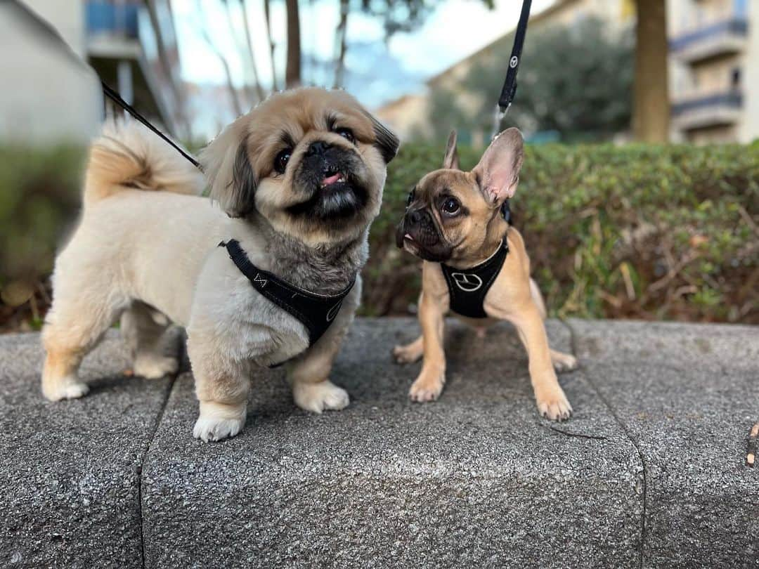 倉本知尋のインスタグラム：「フレブル♂ 4ヶ月 かつお🐶💕  家族になりました☺️💕  かつおだしこれからも よろしくお願い致します🥰🌸  わたしのスタイリング剤もおニューが加わりました🥹🫧  @theproduct.jp   ドラえもんとコラボしてとか めちゃくちゃかわいー🤣 ドラえもんみたいな ワンズと生活してるし キュンキュンです😡💕 #ペキニーズ#おだし日記#ペキニーズフォーン##pekingese #pekingesepuppy  #フレブル」