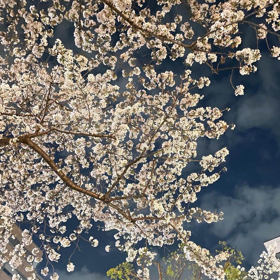 Hikari Noguchi 野口 光さんのインスタグラム写真 - (Hikari Noguchi 野口 光Instagram)「#夜桜 #加工なし  会食後の桜🌸が美しくて思わず📸」3月28日 22時42分 - hikari_noguchi